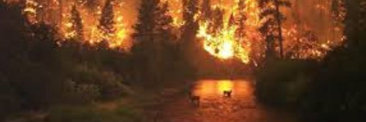 Incendios Forestales: un mal frecuente de la época estival