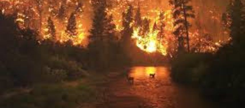 Incendios Forestales: un mal frecuente de la época estival